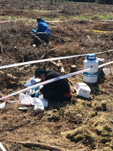 Clearcut area with logging residues, plastic tape marking sampling plots and two persons taking samples in the different plots. Photo.    