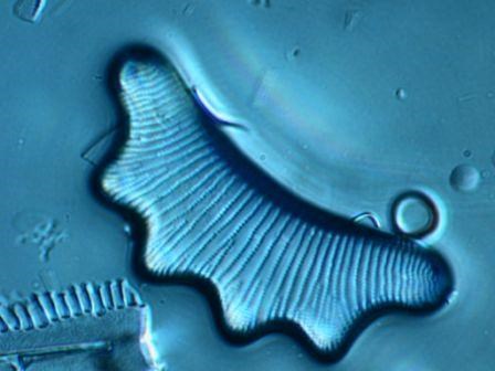 Microscope image of a diatom algae. Photo.