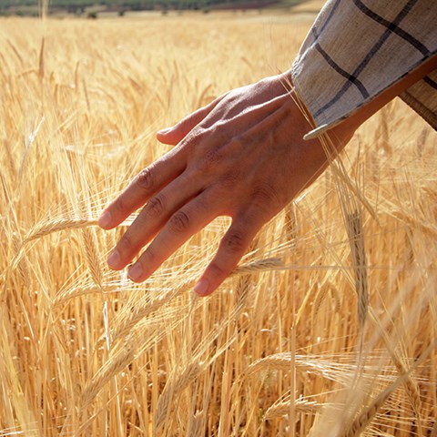Hand touching wheat.