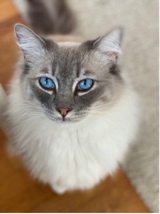 A ragdoll cat with blue eyes, photo.
