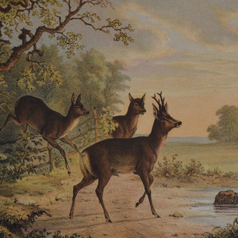 Äldre bokillustration med hjortar vid ett skogsbryn