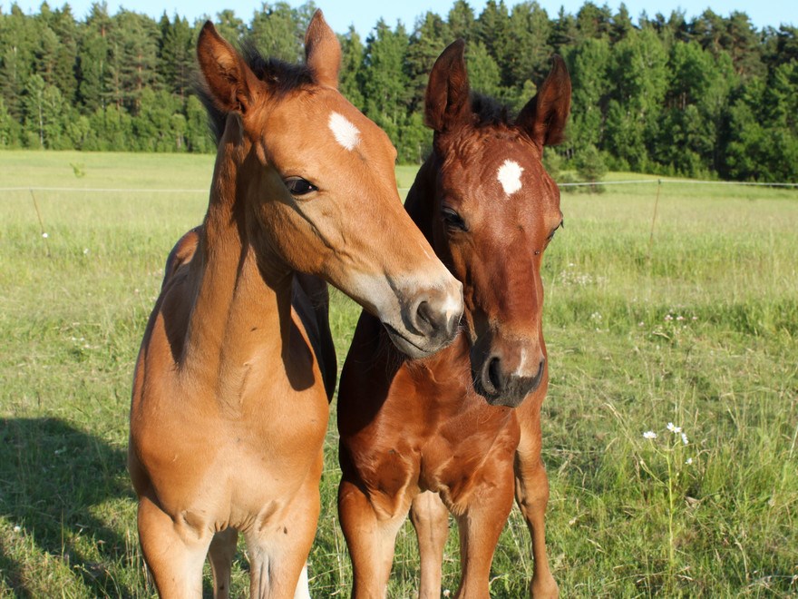 Foal on pasture