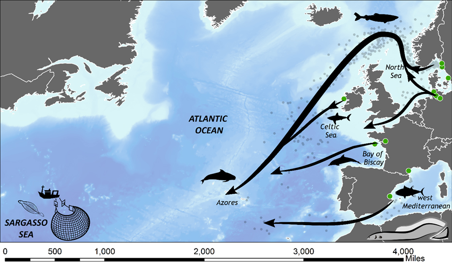 Genombrott i kartläggningen av ålens lekvandring från Europa | Sveriges