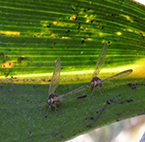 •	Diostrombus mkurangai – trolig insektsvektor för CLYD i Moçambique. Foto: Luisa Santos