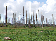Kokosplantage dödad av CLYD. Foto: Nils Högberg