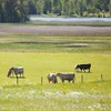 Kor på bete med skog och sjö i bakgrunden