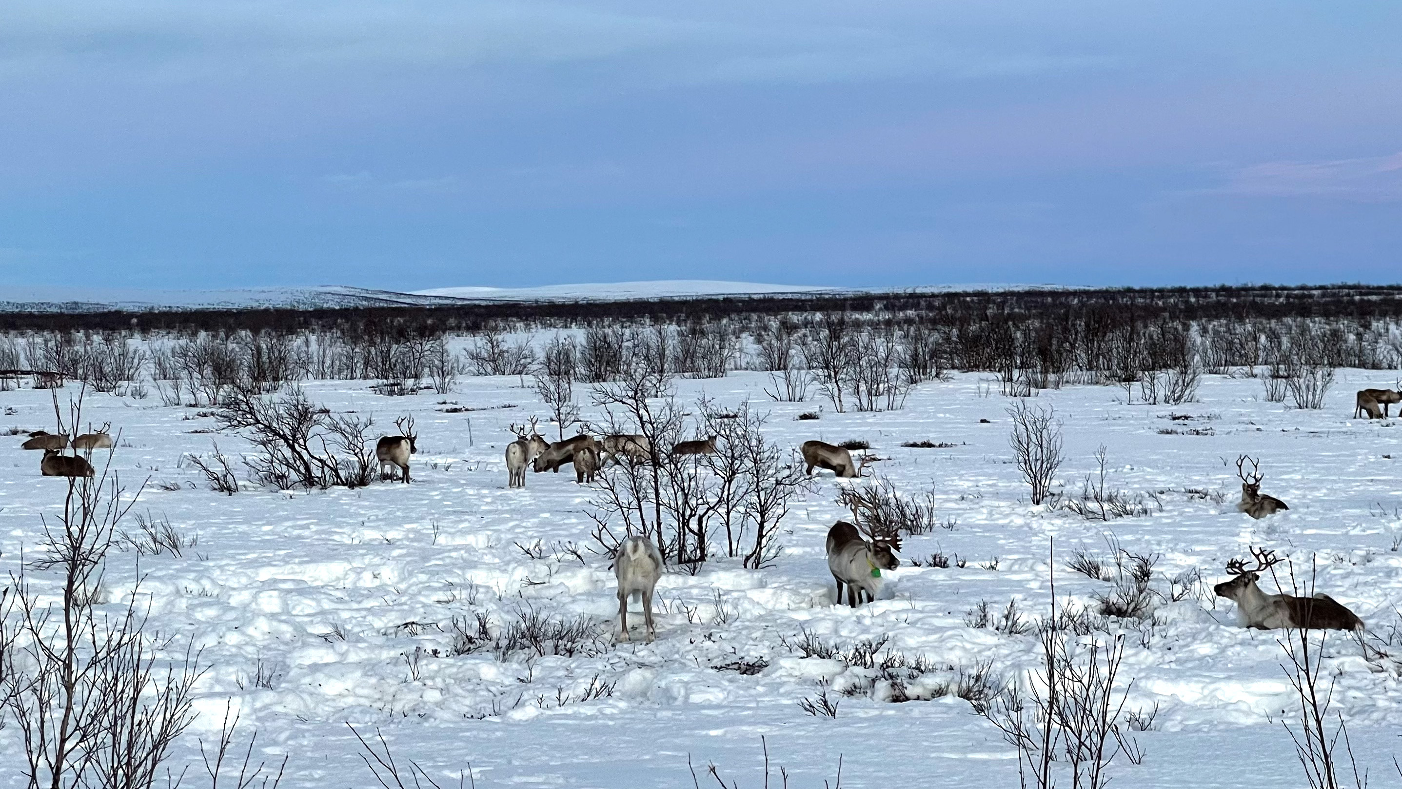 Many reindeer in the distance, on snow with a snow-capped mountain in the background.