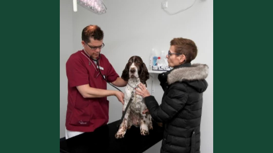 Foto av en springer spaniel som undersöks på en veterinärklinik.