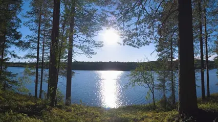 Solig skogssjö