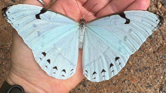 Butterfly