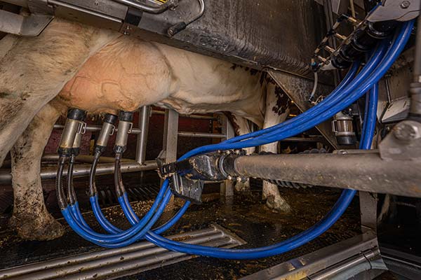 Mjölkning av ko i mjölkningsrobot.