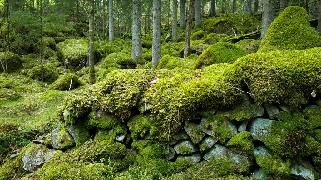 A forest with stonewall and moss
