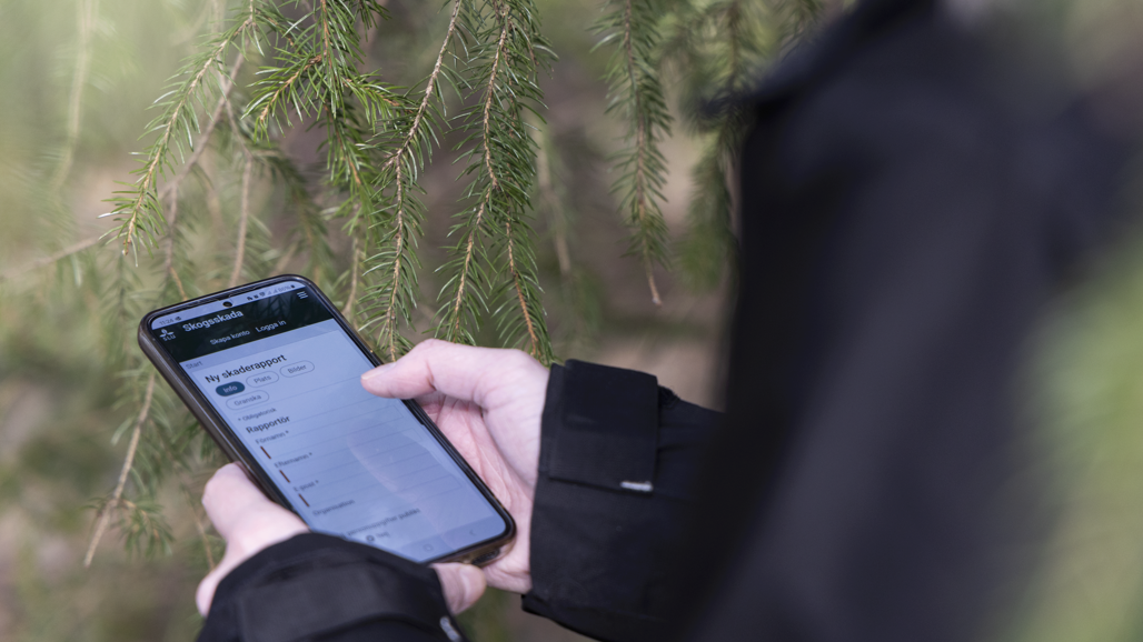 Verktyget skogsskada visas i mobil i skogen. Foto.