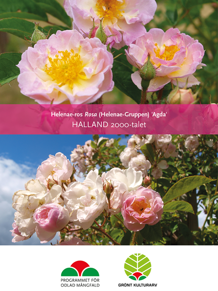 Affisch till Grönt kulturarvs-rosen 'Agda'. övre bilden visar tre fullt utslagna blommor som går i rosa och vitt med skarpt gula pistiller tillsammans med ännu outslagna knoppar. Den nedre bilden visar fler utslagna rosor som skiftar i rosa och vitt. I bakgrunden syns en klarblå himmel.