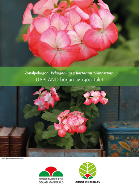 Affisch till Grönt kulturarvs® -pelargonen 'Skinnartorp'. Den övre bilden visar hallonrosa blommor pudrade med vitt. Den nedre bilden är en kompositions bild som visar pelargonen i en plåtburk mellan läderbundna böcker samt fler plåtburkar.