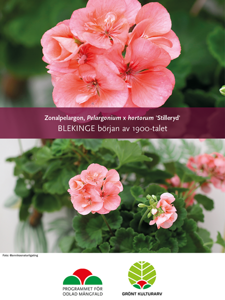 Affisch till Grönt kulturarvs®-pelargonen 'Stilleryd'. Den övre bilden visar en närbild av laxrosa blommor, en fullt utslagen och den andra halvt i knopp. I bakgrunden syns det gröna bladverket. Den nedre bilden är en kompositions bild som visar hur de laxfärgade blommorna lyser framför en vit tapet med ormbunksillustrationer. Växten står i en fyrkantig mintgrön kruka med lejontassar. Bredvid ligger en läderinbunden bok med ett par runda glasögon ovanpå.