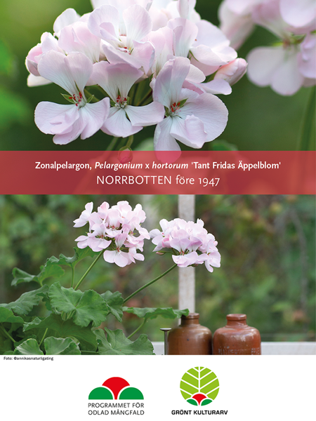 Affisch till Grönt kulturarvs®-pelargonen 'Tant Fridas Äppelblom'. Den övre bilden visar två fullt utslagna svagt rosa blommor med tydligt röda pistiller. En blomma syns i fokus och den andra i oskärpa. Den nedre bilden är en kompositionsbild där man ser två fullt utslagna blommor i svagt rosa framför vitmålade fönsterspröjs, tre flaskor gjorda i lergods är till hälften synliga.