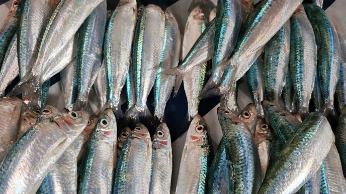 Close-up of a pile of fresh small fish with silvery bodies and blue-green stripes, laid out side by side.