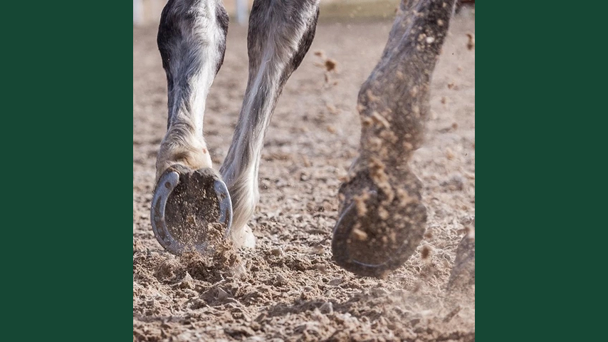 Foto av hovarna på en häst med skor som rör sig över ett underlag av sand.