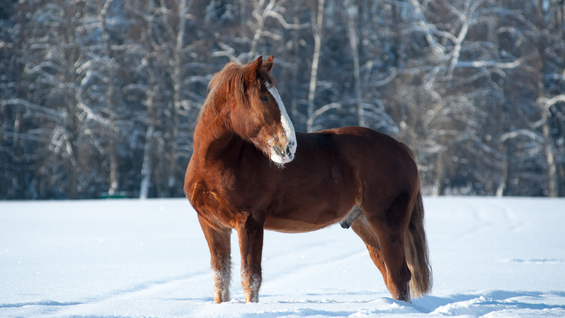 Red stallion in snow