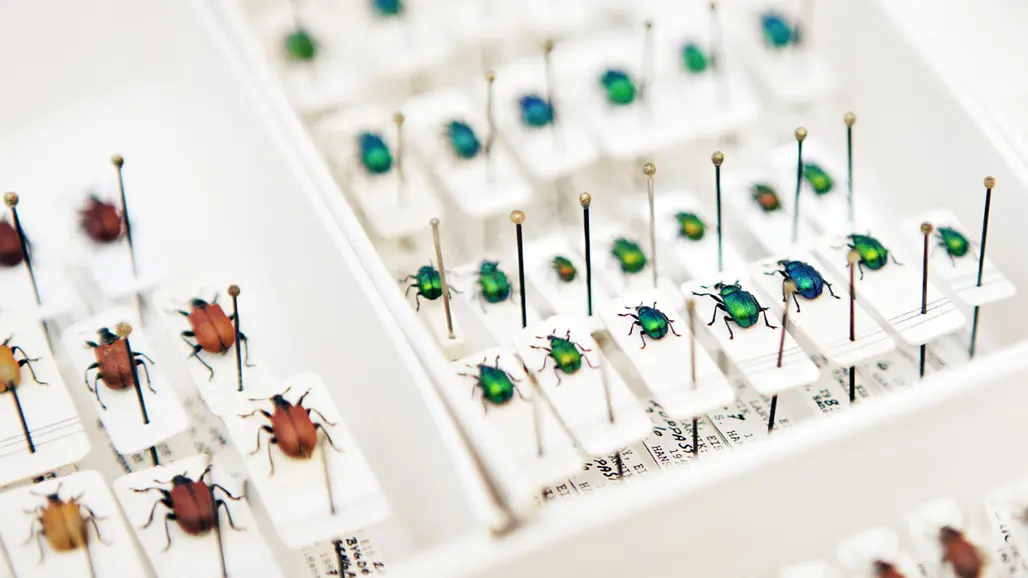 Insects in rows pinned on a white background. Photo