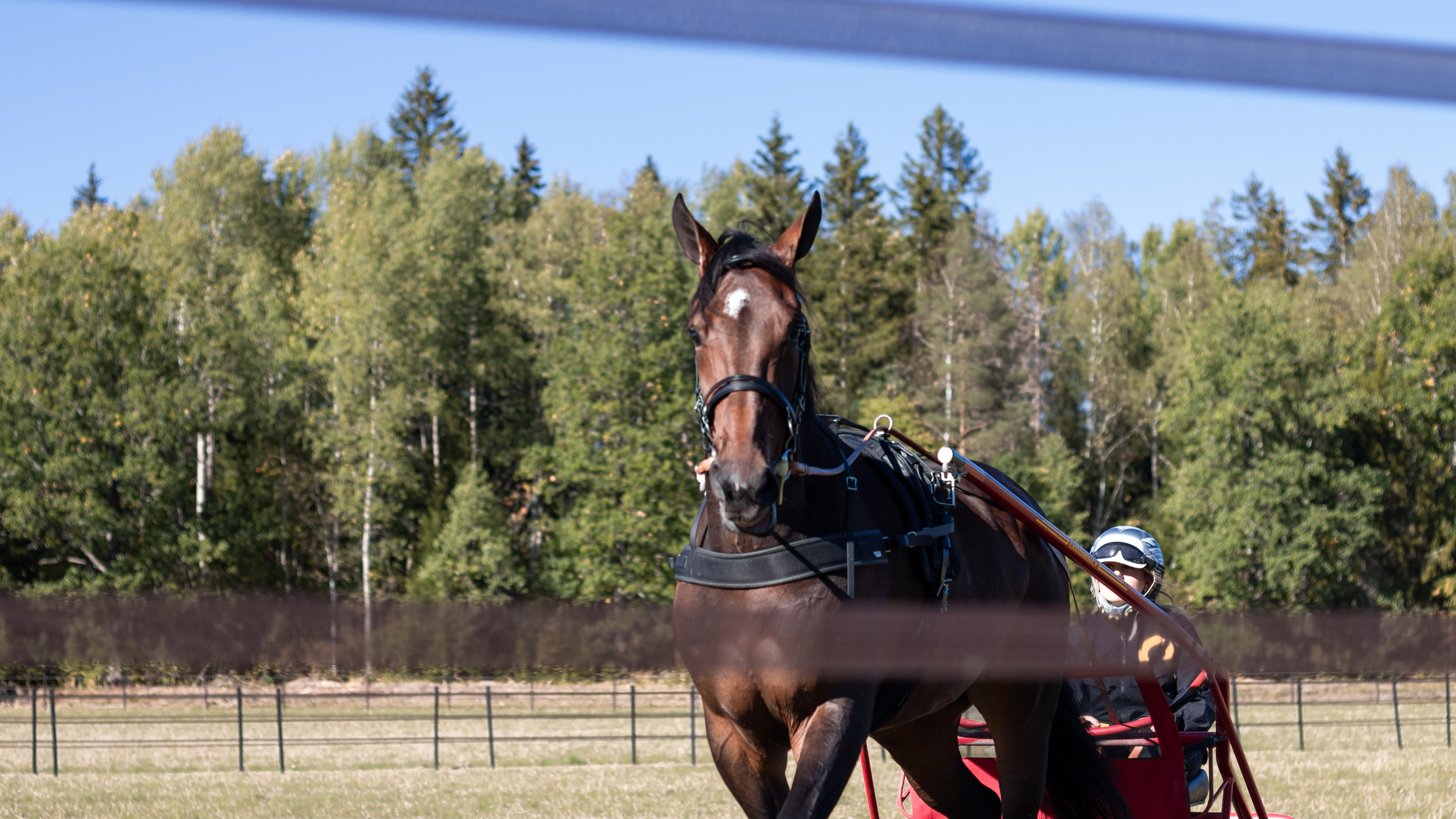 Foto av en travhäst utomhus på gräs med kusk och sulky bakom sig.