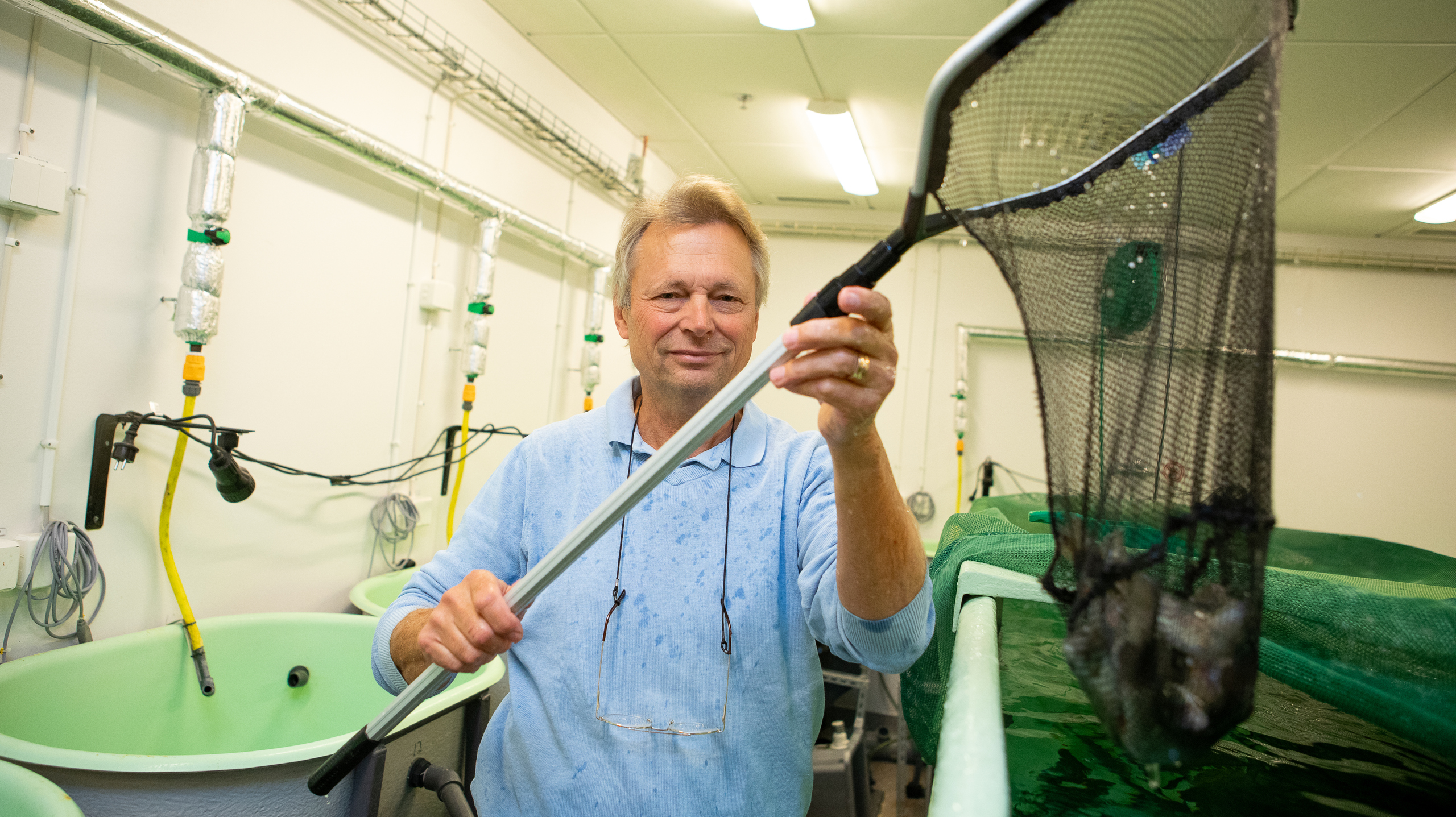 Professor Anders Keissling håller upp en håv med fisk vid en försöksodling för fisk inomhus. Foto.