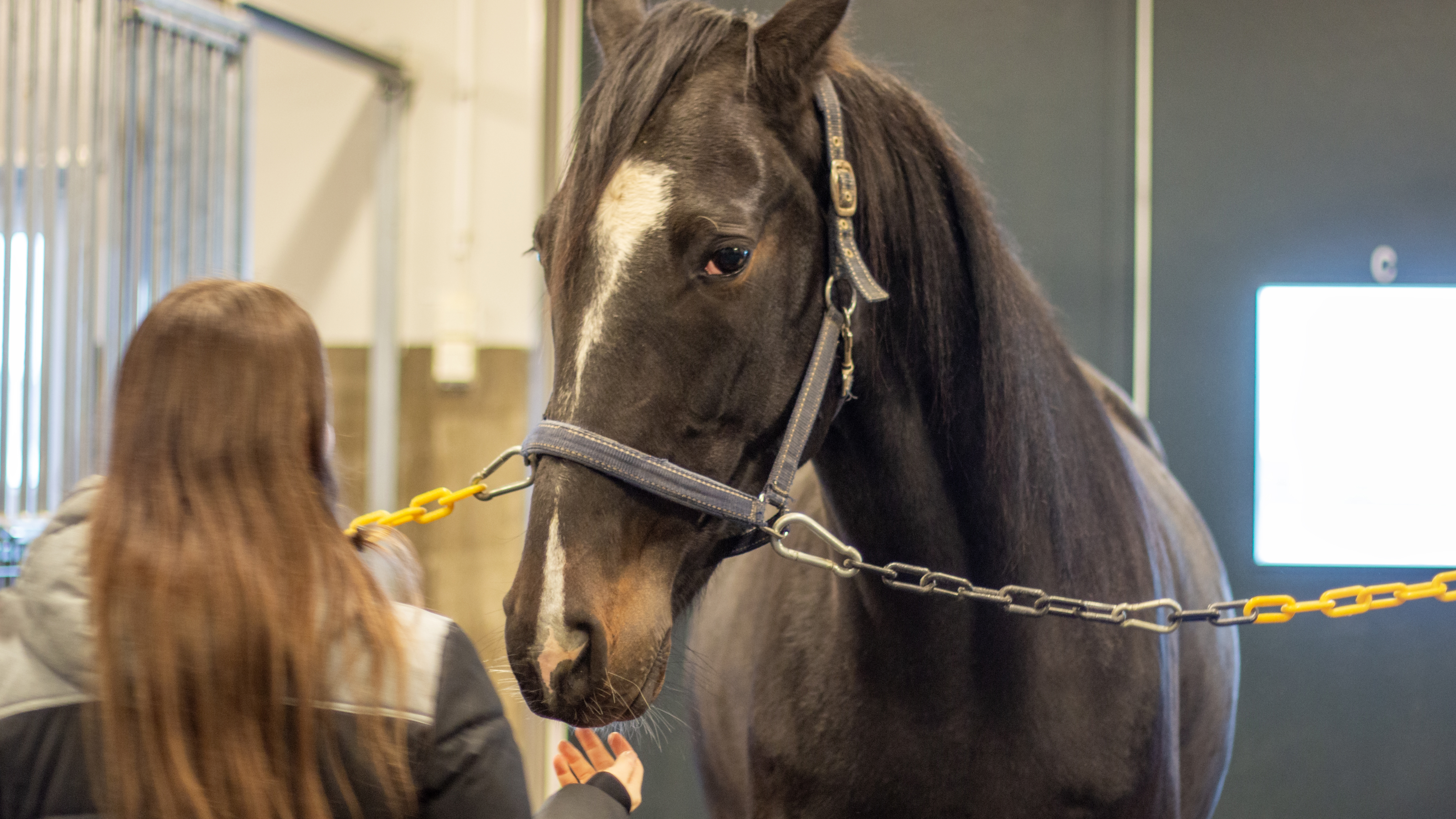 Foto av en kvinna (Lisa Johansson, SLU) i stallet med en mörk häst.