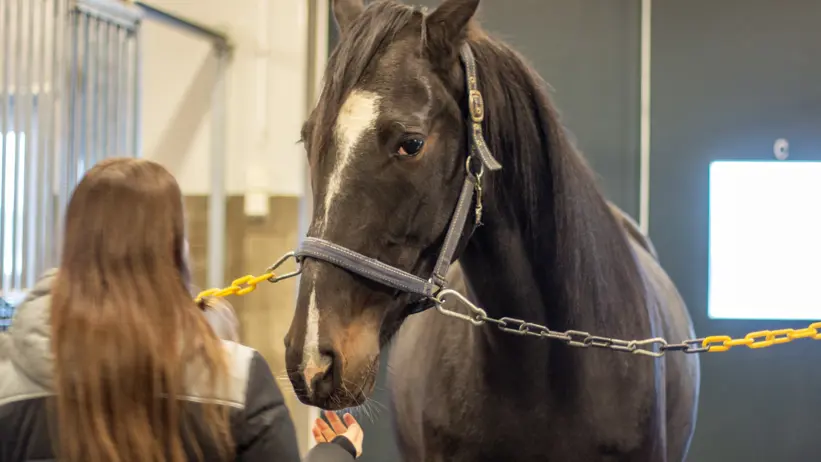 Foto av en kvinna (Lisa Johansson, SLU) i stallet med en mörk häst.