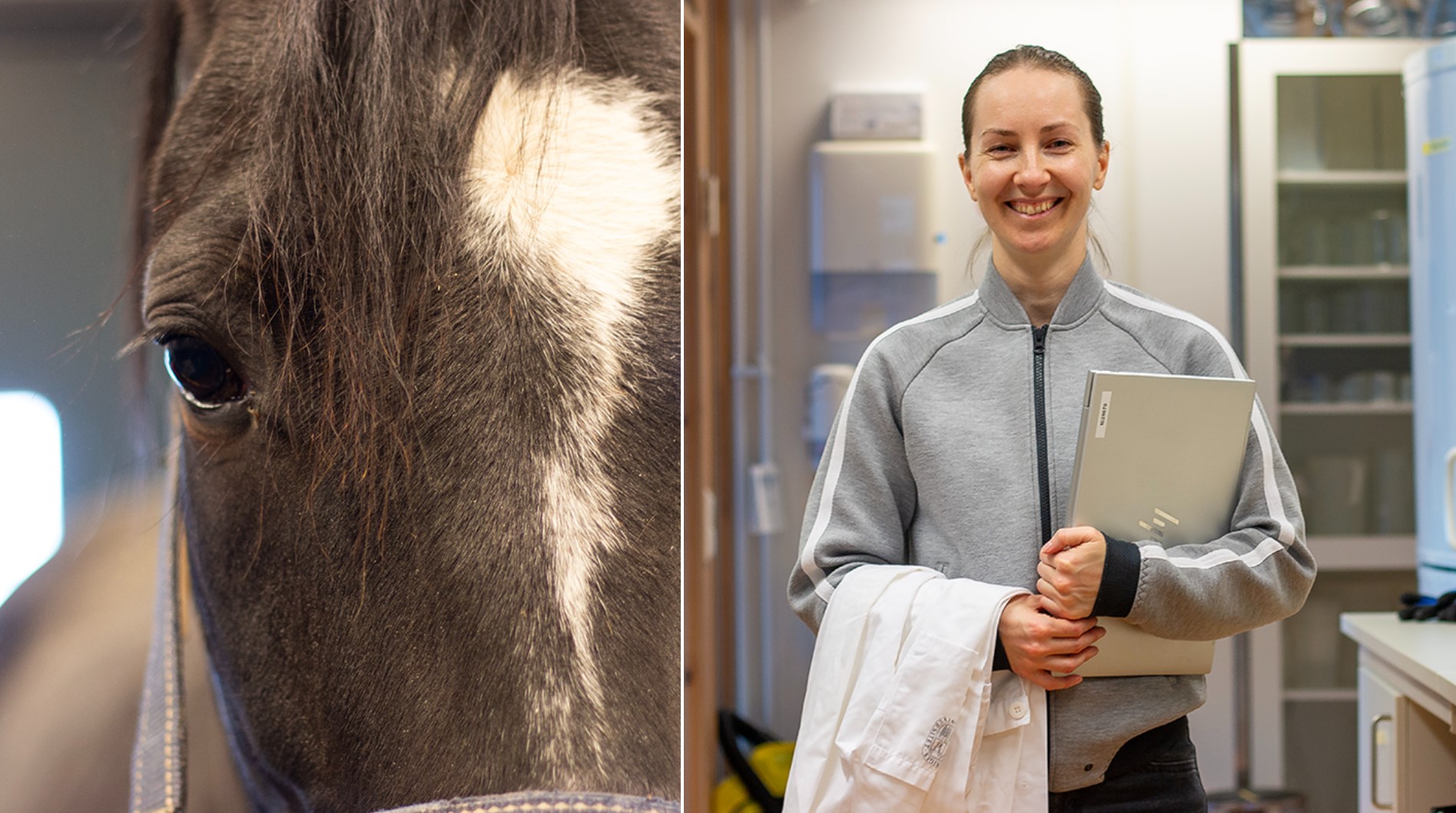 Kollade med två bilder, en av av en kvinna (Lisa Johansson, SLU) i laboratorium, en av ansiktet hos en mörk häst.