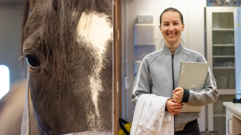 Kollade med två bilder, en av av en kvinna (Lisa Johansson, SLU) i laboratorium, en av ansiktet hos en mörk häst.