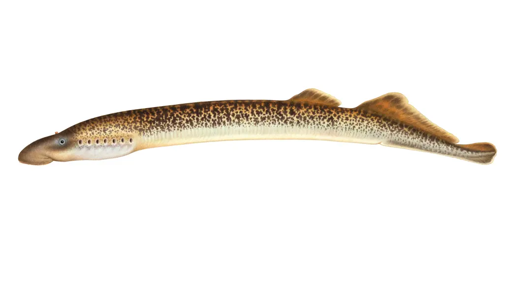 Avlång, orange-brunspäcklig fisk i profil mot vit bakgrund. Illustration