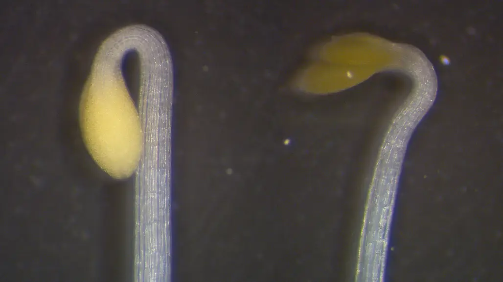 Two seedlings next to each other. The yellowish leaves on top of the left seedling are bend down 180 degrees forming a hook, the ones of the right seedling are only bend 90 degrees.