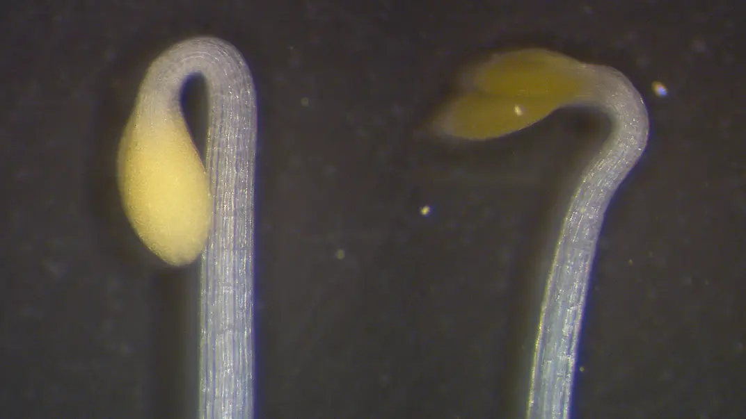 Two seedlings next to each other. The yellowish leaves on top of the left seedling are bend down 180 degrees forming a hook, the ones of the right seedling are only bend 90 degrees.