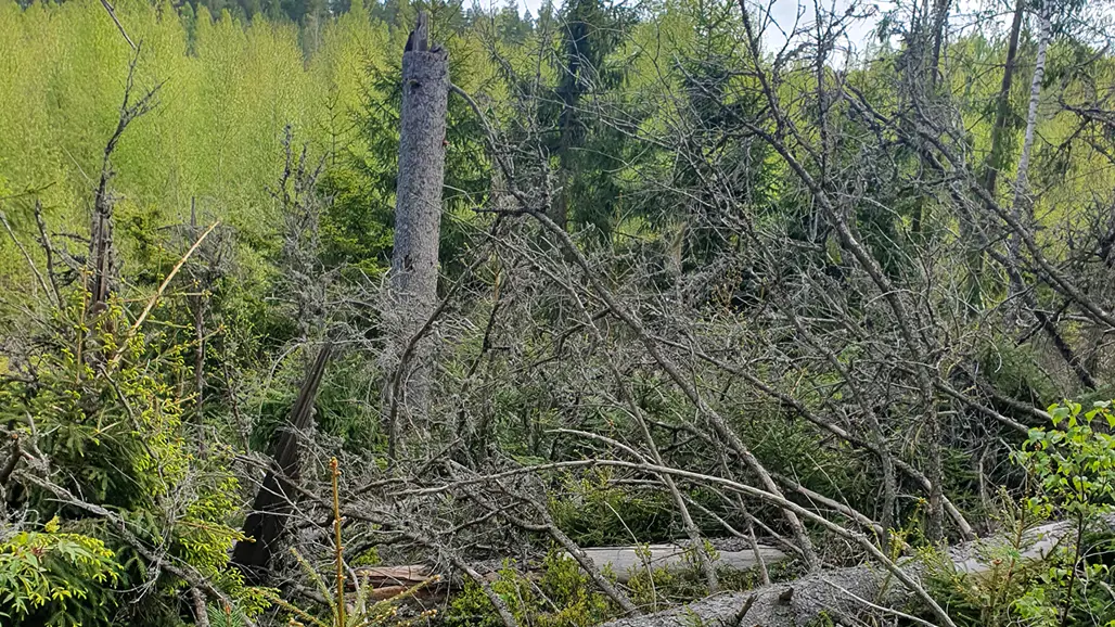 En skogsscen med många omkullfallna träd och grenar utspridda över marken. I bakgrunden syns stående träd med grön lövverk, vilket tyder på en tät skog. I mitten av bilden står en hög, avbruten trädstam. Scenen antyder att storm eller kraftiga vindar har orsakat omfattande skador i området. Foto.