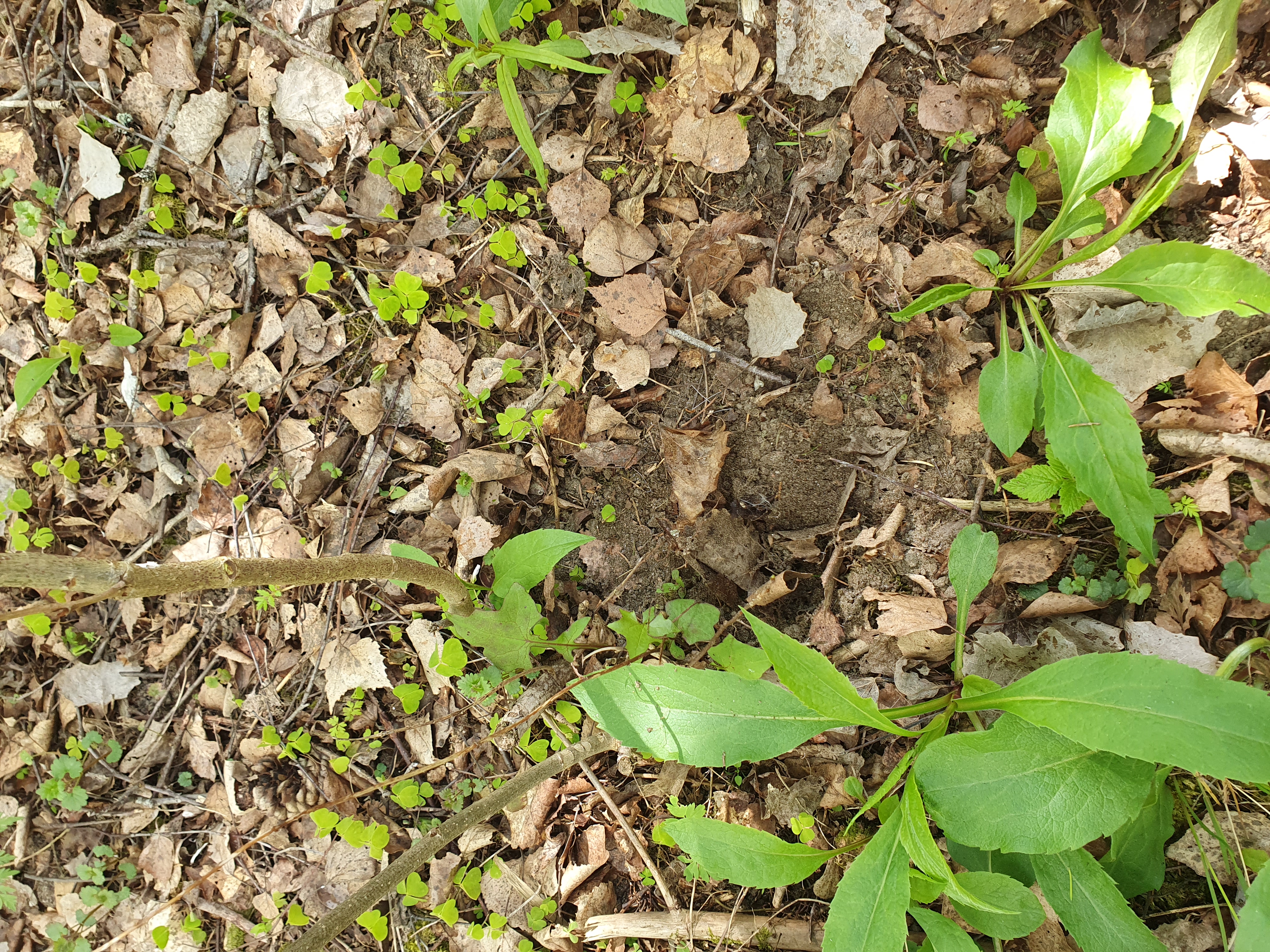 Ett parti skogsmark täckt av torra löv, små gröna växter och kvistar. Bland de bruna löven och jorden växer flera gröna bladväxter, och små gröna skott är utspridda över marken. Foto.
