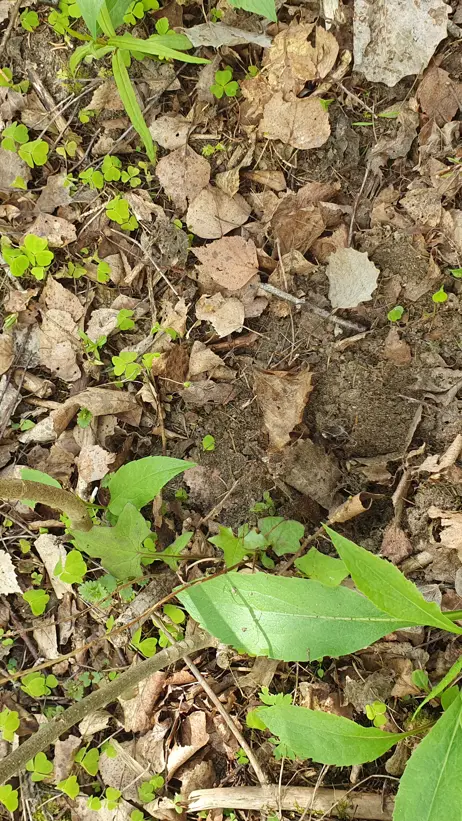 Ett parti skogsmark täckt av torra löv, små gröna växter och kvistar. Bland de bruna löven och jorden växer flera gröna bladväxter, och små gröna skott är utspridda över marken. Foto.