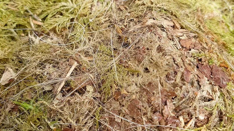 Närbild av skogsmark täckt av mossa, torra löv och små kvistar samt några vita strån från ett djur ovanpå detta. Marken består av en blandning av grön mossa och brunaktigt organiskt material. Foto.