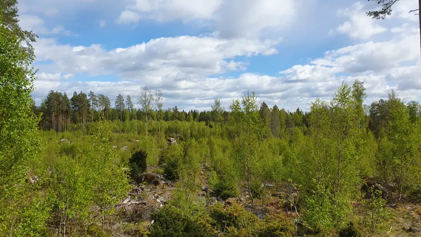 En naturskön vy över ett skogsområde med unga gröna träd och buskar. Himlen är delvis molnig med blå partier synliga. I bakgrunden syns högre träd som bildar en tät skogslinje. Marken är täckt av stenar och växtlighet, vilket tyder på en orörd naturmiljö. Foto.