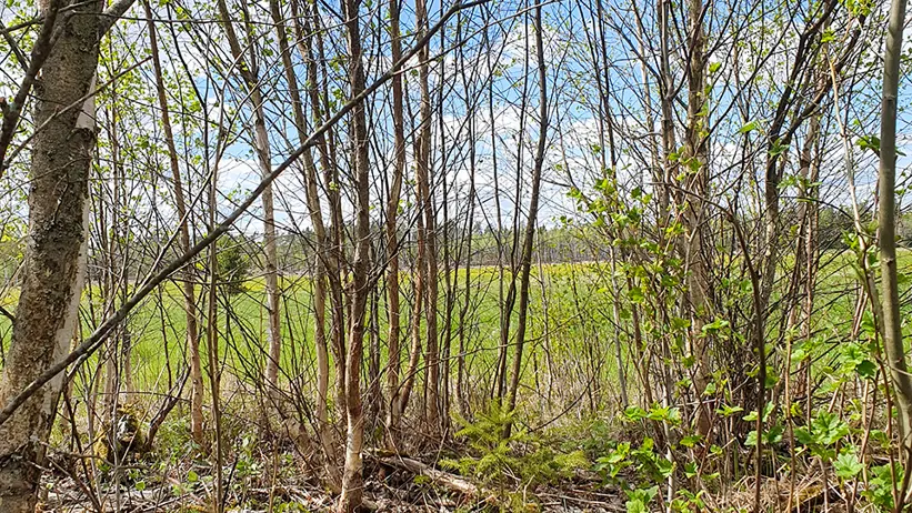 En skogsscen med smala trädstammar och grenar, några med nyutslagna gröna blad. Marken är täckt av torra löv och små växter. I bakgrunden syns en klarblå himmel med utspridda vita moln genom trädens kronor. Foto.