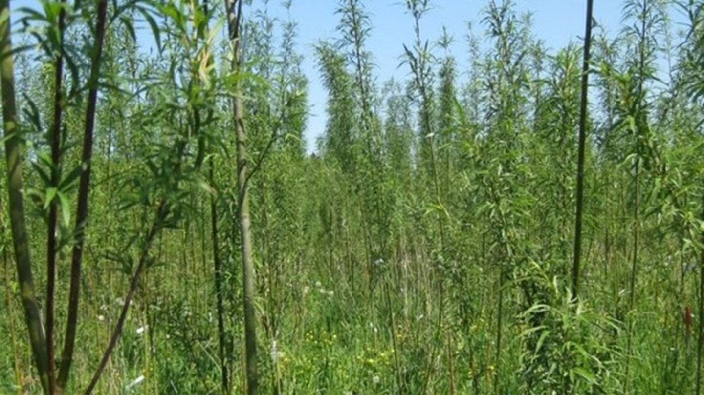 A lush bush with a blue sky in the background.