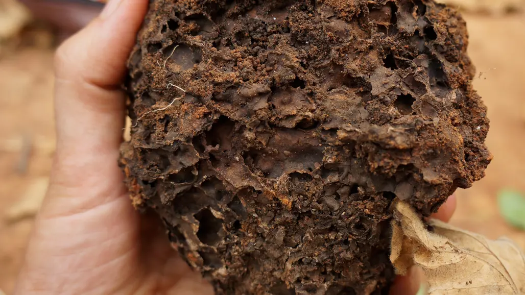 Many factors will affect the infiltration of soil. This clump from Muminji in Kenya is perforated by termites, making large canals for water to filter through. Photo: Aida Bargués Tobella/SLU