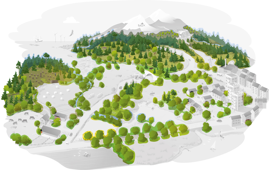 Bild: ”Nätverk skog”. Illustration Kjell Ström, Naturvårdsverket.