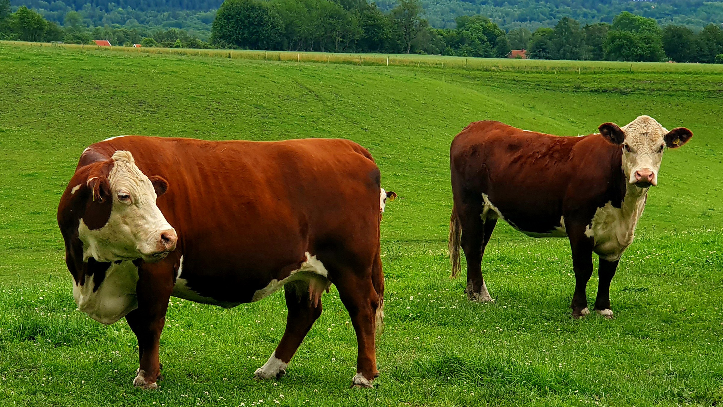 Två nötkreatur av köttras i en stor beteshage.