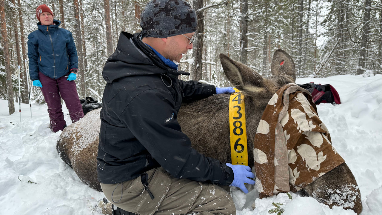 Två personer arbetar i en snötäckt skog och märker en bedövad älg som ligger på marken; en av dem håller en gul märkning med siffran “4386” runt djurets hals.