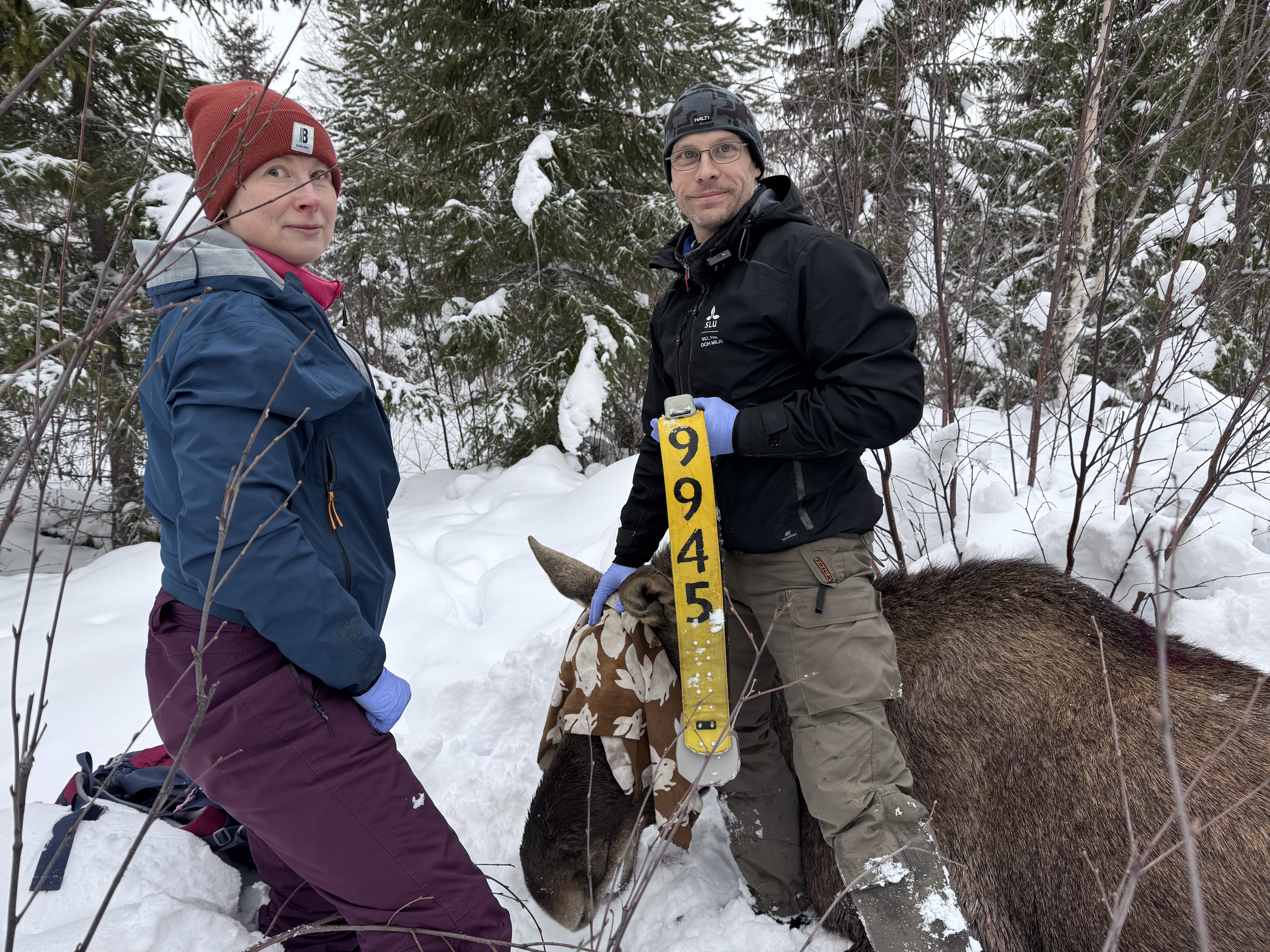 Två personer står vid en älg som ligger ned. En person håller i ett gult GPS-halsband. 
