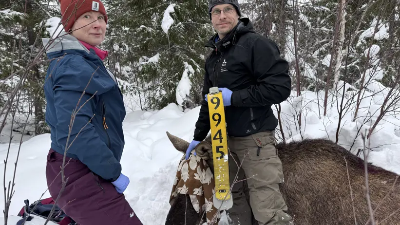 Två personer står vid en älg som ligger ned. En person håller i ett gult GPS-halsband.