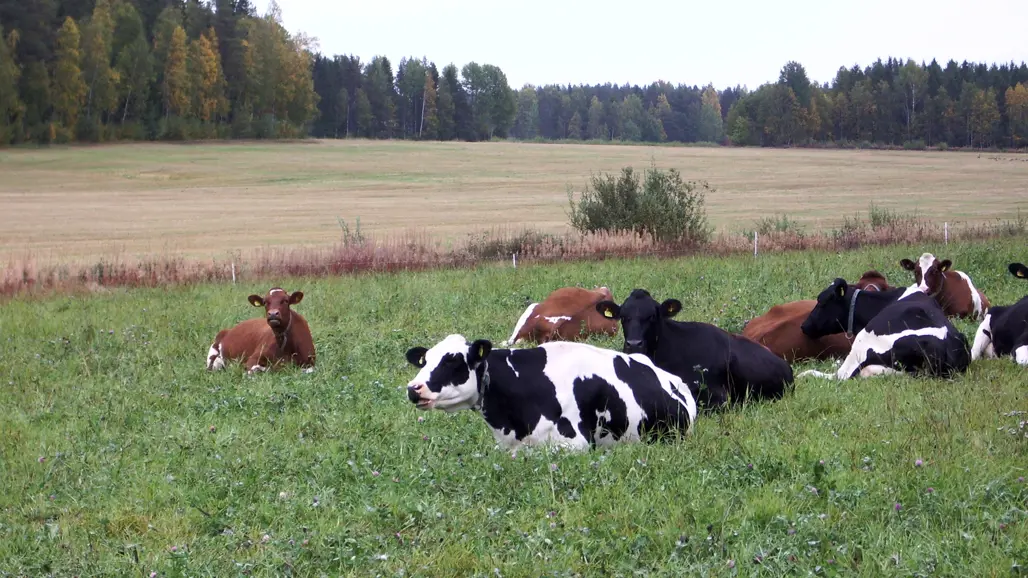 En grupp kor vilar i gröngräset. Foto.