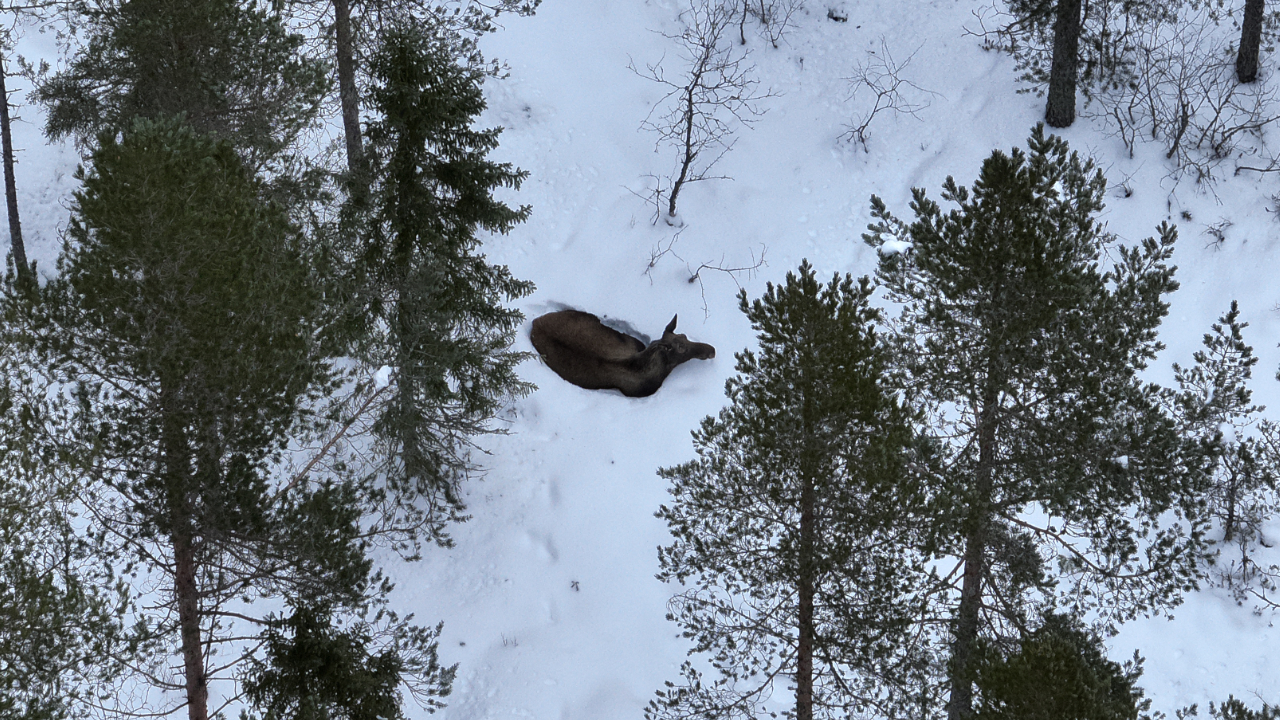 Älg ligger i snön mellan barrträd, fotograferad från drönare ovanifrån.