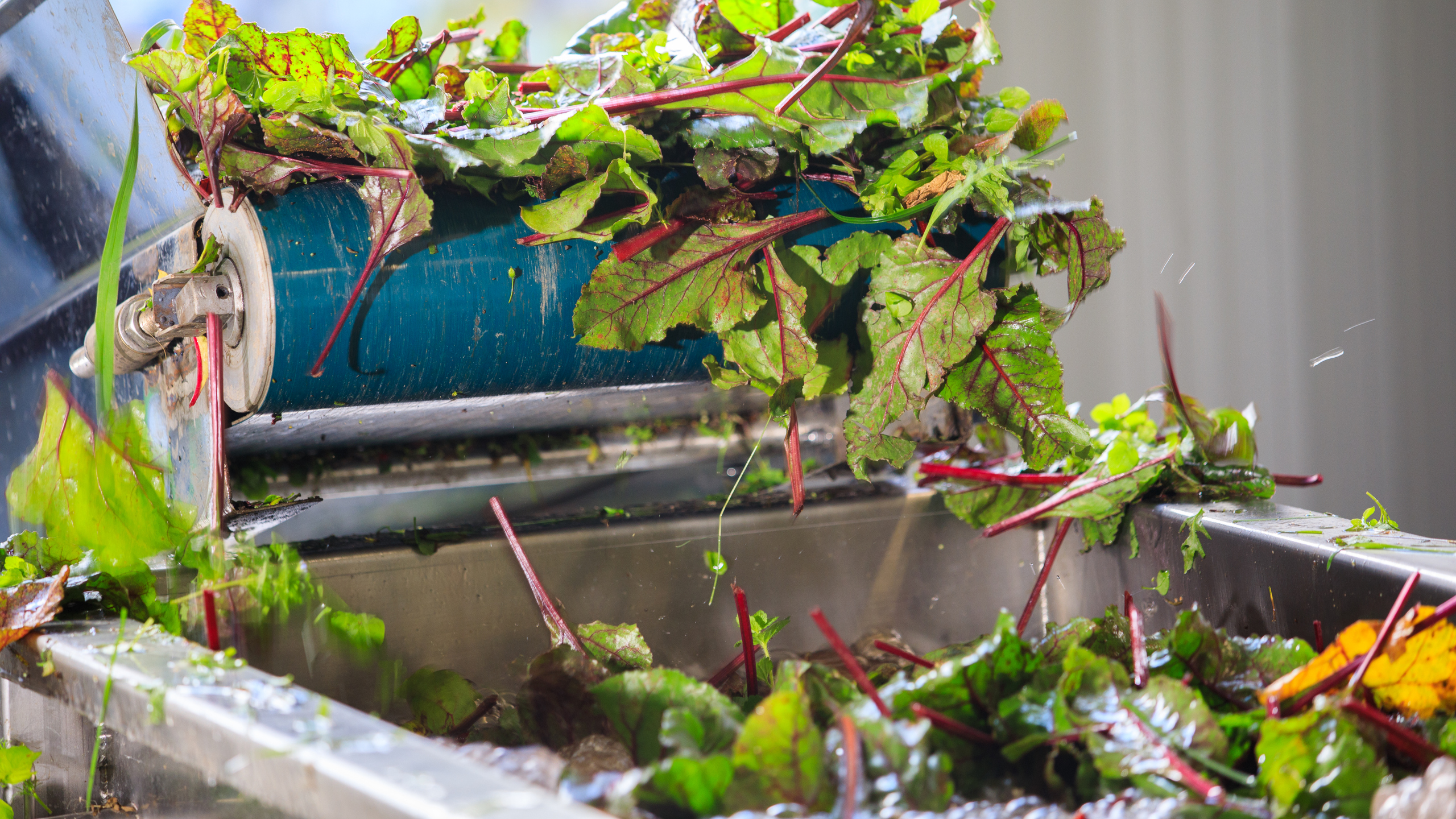 Rödbetsblast hälls ner i en kvarn. Foto.
